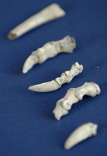 Dinosaur fossils back home