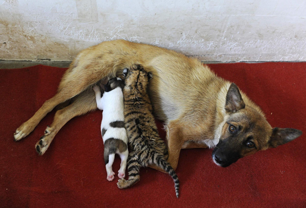 China barks down on illegal dog breeding