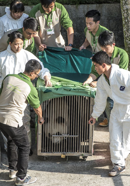 New pair of pandas arrive in Macao