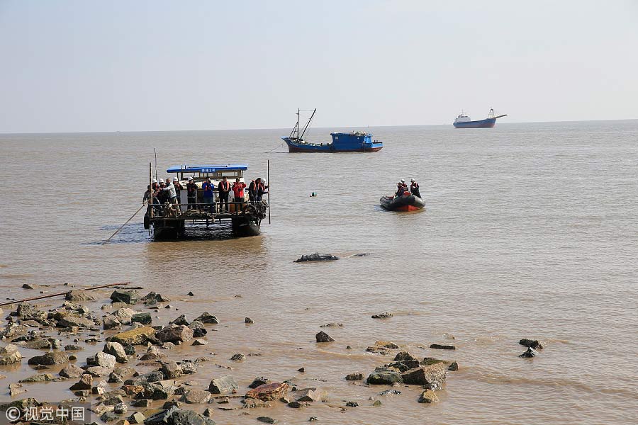 Third time unlucky: Stranded humpback whale dies