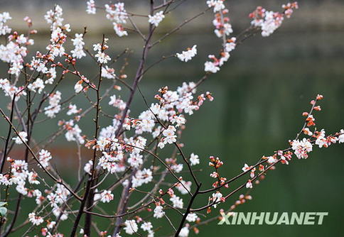 長(zhǎng)沙春來(lái)早 櫻花露笑顏（圖）