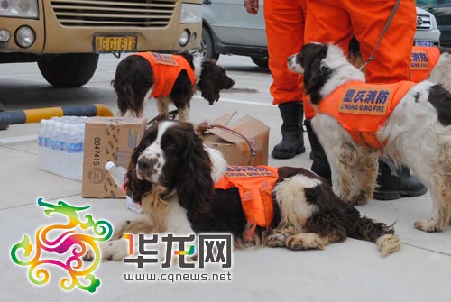 120名重慶救援隊員抵達玉樹 搜救犬現高原反應