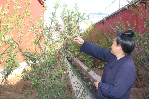 奇！云南東川一桃樹一年花開五次