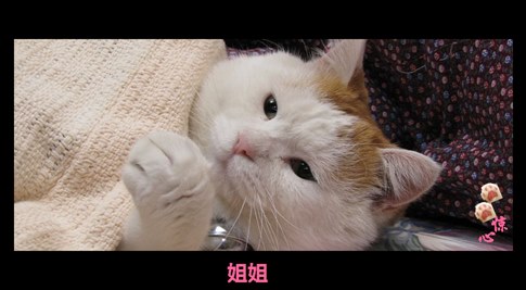 貓叔版步步驚心連續(xù)劇 人類(lèi)已經(jīng)阻止不了貓叔爆萌了