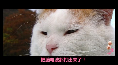 貓叔版步步驚心連續劇 人類已經阻止不了貓叔爆萌了