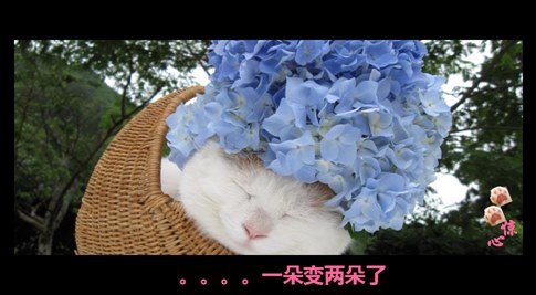 貓叔版步步驚心連續(xù)劇 人類已經(jīng)阻止不了貓叔爆萌了