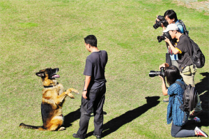 三百搜爆警犬集結(jié)保大運