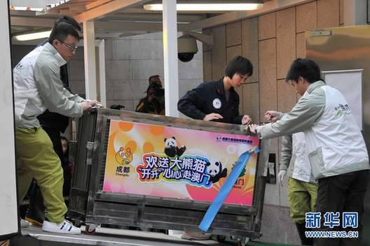 贈(zèng)澳大熊貓“開開”“心心”交接儀式在澳門舉行