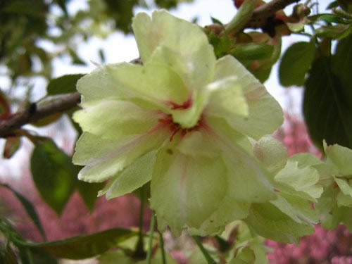 青龍寺櫻花：千年滄桑中那點(diǎn)櫻紅