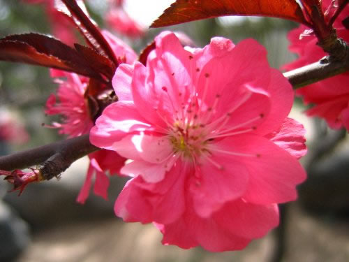 青龍寺櫻花：千年滄桑中那點(diǎn)櫻紅
