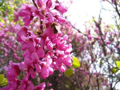 青龍寺櫻花：千年滄桑中那點(diǎn)櫻紅