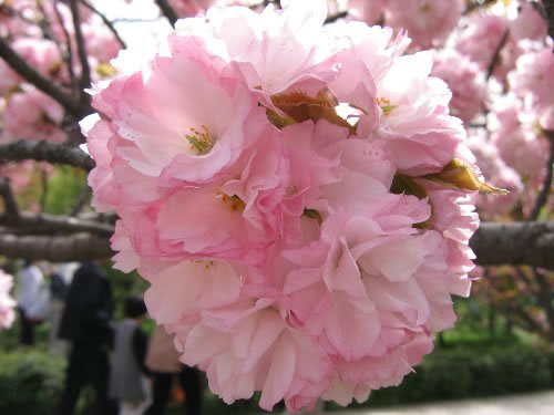 青龍寺櫻花：千年滄桑中那點(diǎn)櫻紅