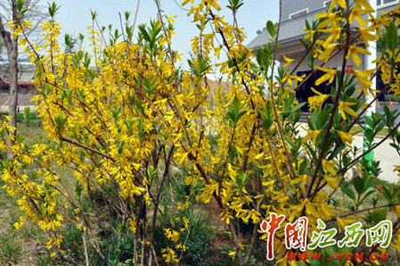 尋秦掠影：近看長(zhǎng)安花（組圖）