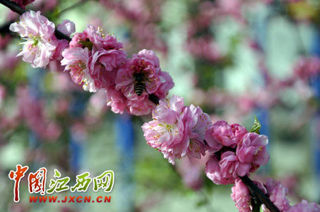 尋秦掠影：近看長(zhǎng)安花（組圖）