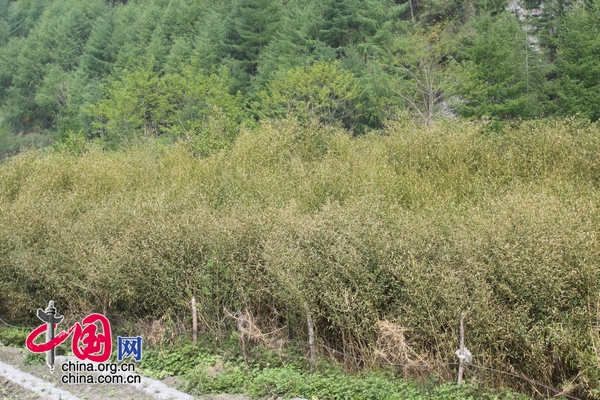 臥龍重建熊貓護(hù)養(yǎng)兩不誤 農(nóng)民“退耕還竹”得實(shí)惠