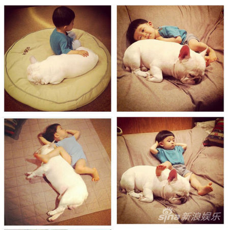 寶寶斗牛犬有愛合影萌翻網(wǎng)友(組圖)