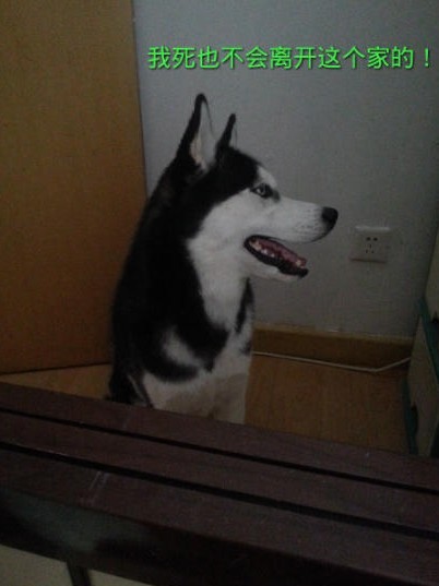 呆萌哈士奇網絡爆紅 囧表情加設計對白笑翻網友