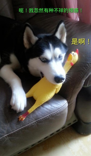 呆萌哈士奇網(wǎng)絡(luò)爆紅 囧表情加設(shè)計對白笑翻網(wǎng)友