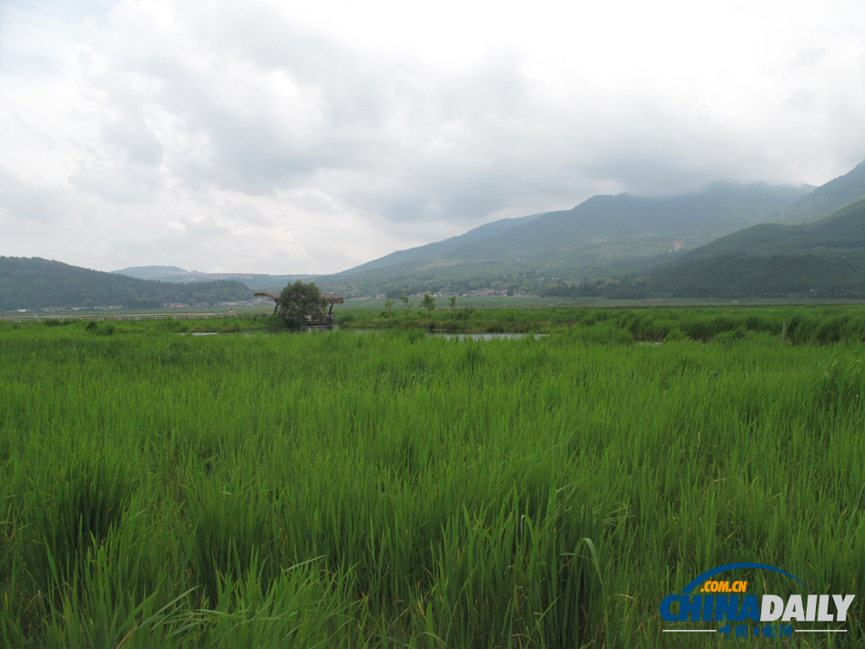 走進(jìn)騰沖北海濕地 體驗(yàn)“人在畫中游”的美景
