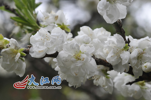 網媒記者在廬山花徑采風 巧遇“桃花運”