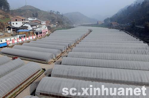 蔬菜大棚幫助青川災區農民走上致富道路