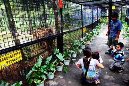 萬余游客周末涌進云南野生動物園體驗“深入虎穴”