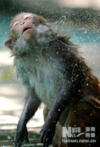 海南熱帶獼猴的幸福水生活