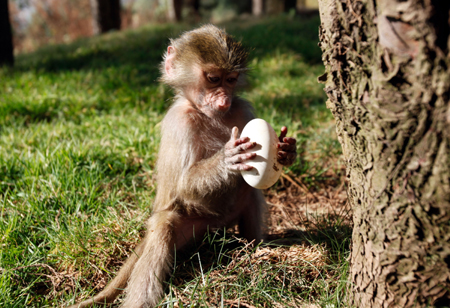 云南野生動(dòng)物園：狒狒馬來熊玩尋蛋游戲