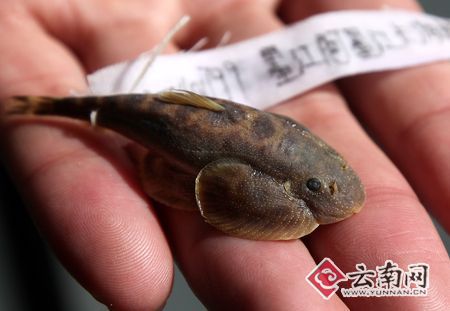云南省發現兩個魚類新物種　具有重要意義