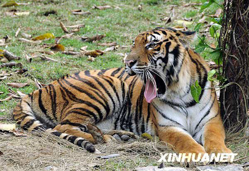 廣州香江野生動物世界百虎山開放迎游客
