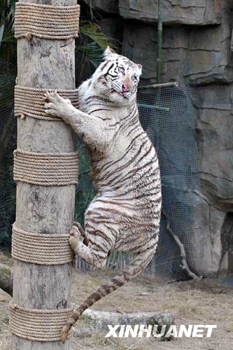 廣州香江野生動物世界百虎山開放迎游客