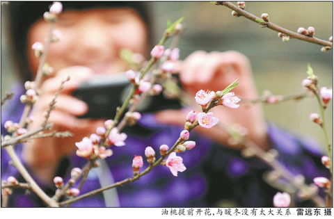 第一次春節(jié)賞花：成都龍泉桃花開了