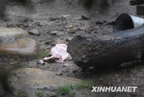 上海動物園發(fā)生意外 老虎咬死飼養(yǎng)員