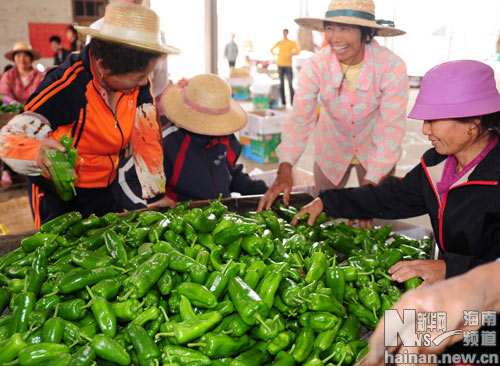 海南瓊海辣椒價格回升 泡椒可至1.2元/公斤