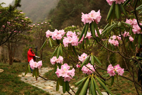 氣溫偏暖 神農架高山杜鵑提前綻放（圖）
