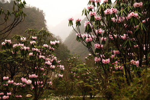 氣溫偏暖 神農架高山杜鵑提前綻放（圖）