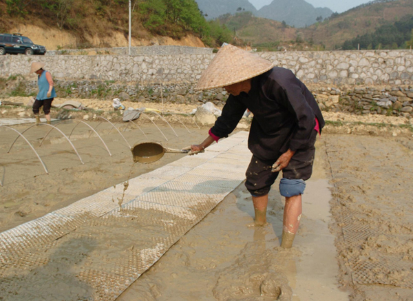 廣西河池旱區群眾旱育秧苗
