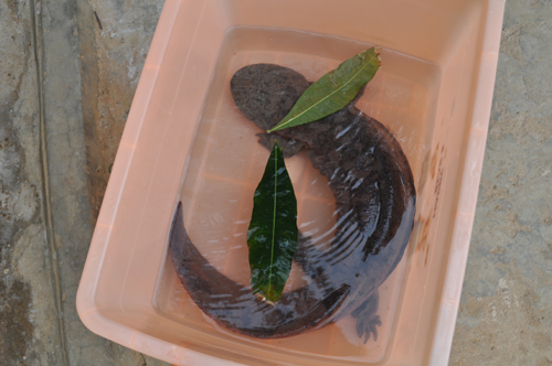 “燙手山芋”娃娃魚落戶云南野生動物園（圖）
