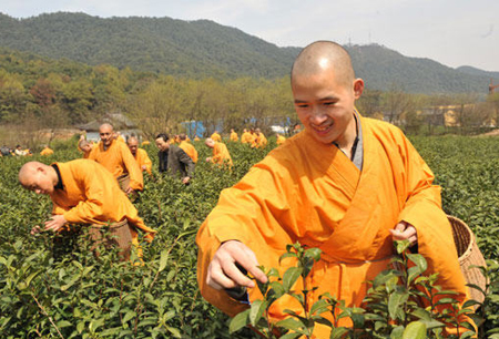 杭州僧人開摘“法凈禪茶”
