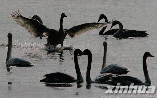 河南：三門峽榮獲“中國大天鵝之鄉”稱號