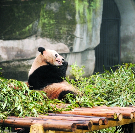 祖母大熊貓想戀愛 準男友比她小18歲