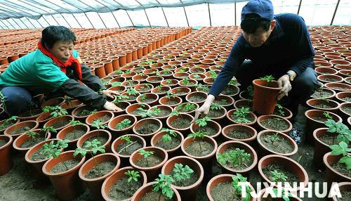 天津：盆栽西洋參技術(shù)獲得成功