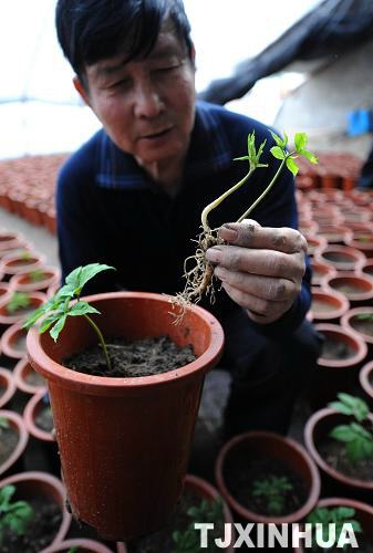 天津：盆栽西洋參技術(shù)獲得成功