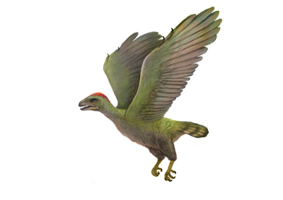 遼寧發現原始鳥類化石新屬--“沈師鳥”