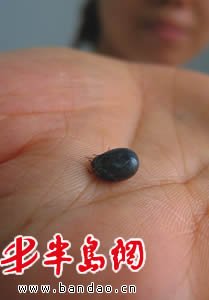 衛(wèi)生部發(fā)布“蜱的特點(diǎn)及預(yù)防控制知識(shí)”