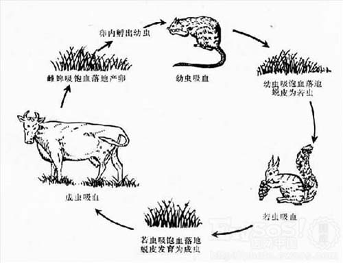 湖南省疾病控制中心發布蜱蟲防治方法