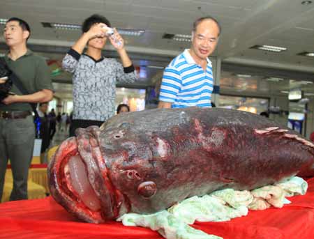 超百斤龍膽石斑魚“驚現(xiàn)”福州