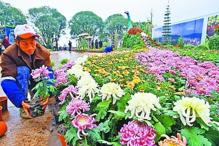 60萬(wàn)盆菊花亮相北鴻恩寺森林公園