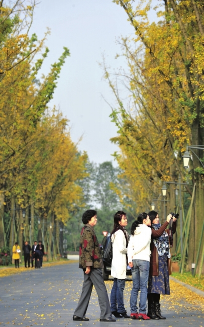 成都銀杏落葉只揀不掃 美景可欣賞至下月初