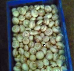 北京“漂白蘑菇”事件追蹤：小實(shí)驗(yàn)為何引發(fā)大爭(zhēng)議